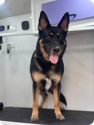 Img for carrossel Dog 1