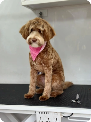 Img for carrossel Dog 2