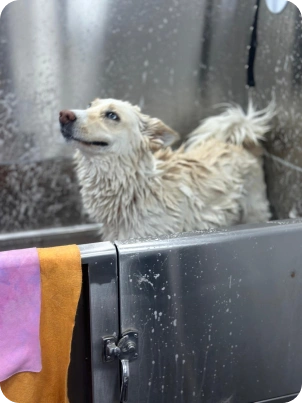 Img for carrossel Dog 3