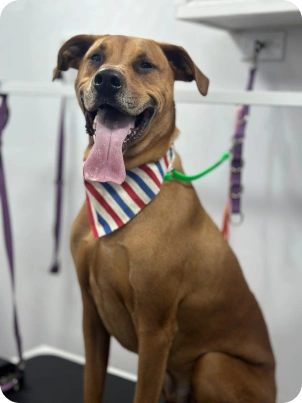 Img for carrossel Dog 4