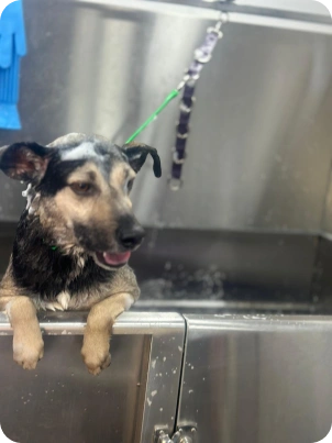 Img for carrossel Dog 5