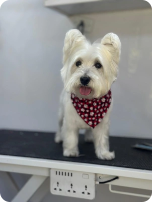 Img for carrossel Dog 6