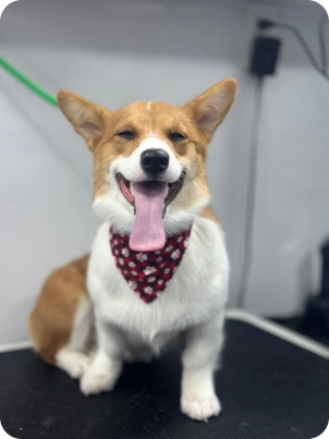 Img for carrossel Dog 7